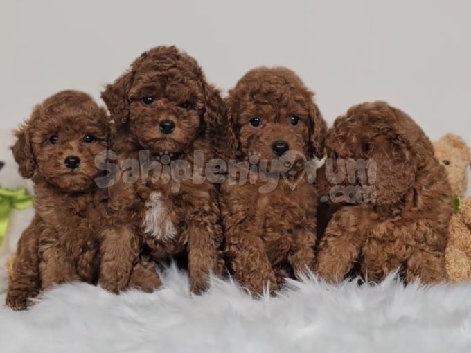 Dark Brown Mini Boy Toy Poodle Yavrular
