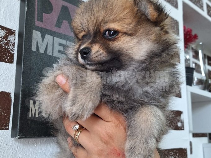 Orji̇nal Pomerani̇an Boo Teddy..