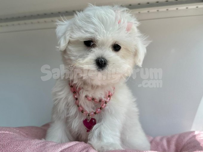 Maltese Bebek Surat Yavrularımız