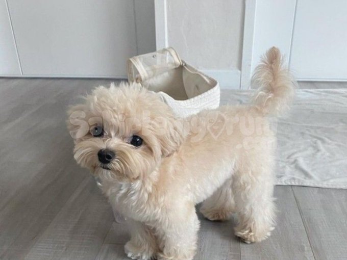 Sevgi Dolu Poodle’ımıza Yeni Bir Yuva Arıyoruz