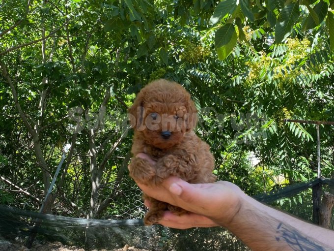 Toy Poodle Irk Ve Sağlık Garantili