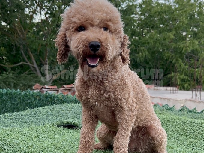 2 Yaşında Yetişkin Dişi Toy Poodle