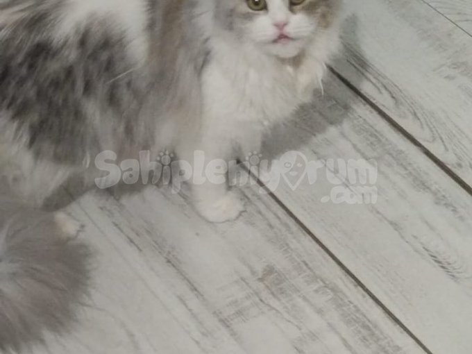 Erkek Kedi Sahiplendirme İran Kedisi
