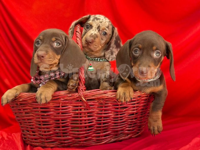 Dachshund Sosis Köpek Yavrular