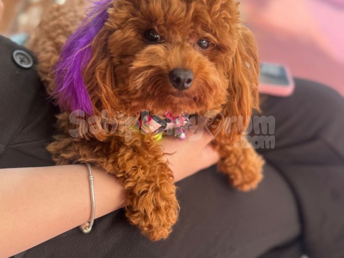 Poodle Teacup Hakiki Kore Kanı
