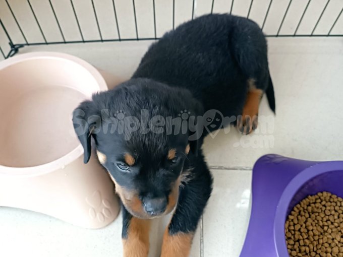 2 Aylık Orjinal Irk Rottweiler