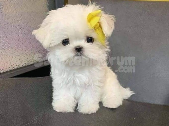 Maltese Terrier Kore Mini Yavrularımız
