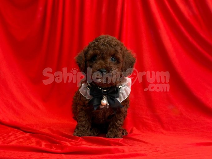 Koyu Kahverengi Orijinal Toy Poodle