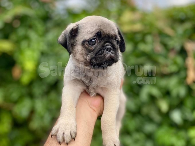 Pug Gül Kuyruk 0 Burun Yavrularımız