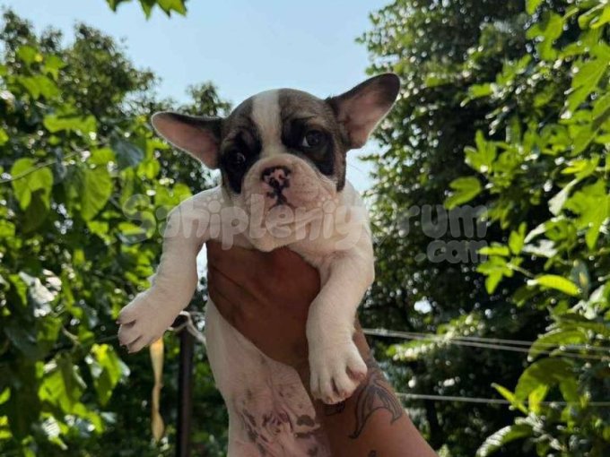 French Buldogg Erkek Yavrular.