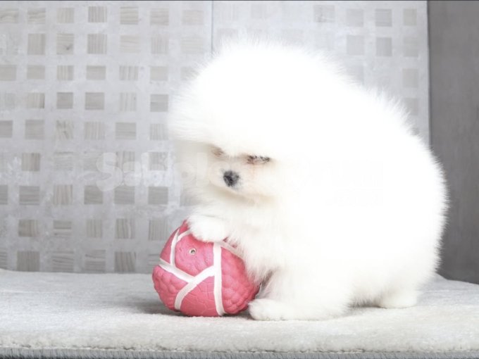 Teddy Surat Pomeranian Yavruları