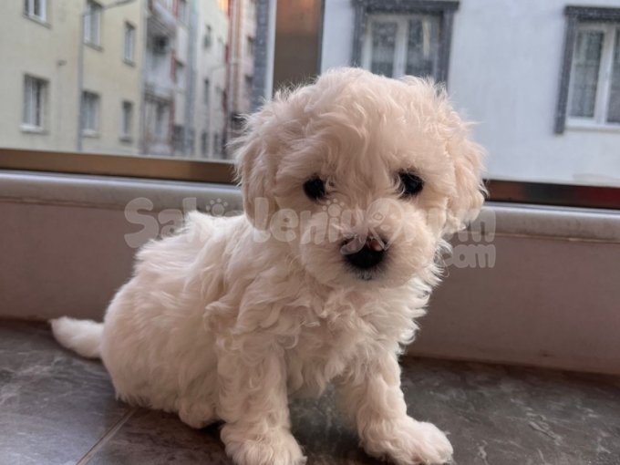 Sevimli Maltipoo Yavrum! Eşyalari Ile Birlikte