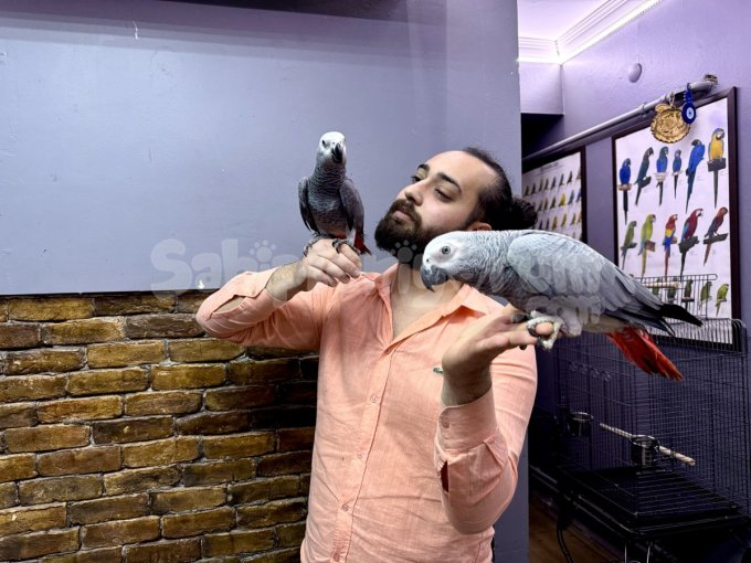 100 Keli̇me Konuşan Üst Düzey Jako Papağanlarimiz