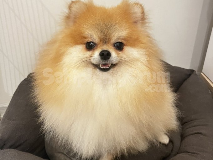 2 Yaşında Annelik Tecrübeli Pomeranian Boo Dişi