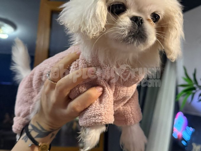 Pekinez Köpek  Dişi 4 Aylık Yavru