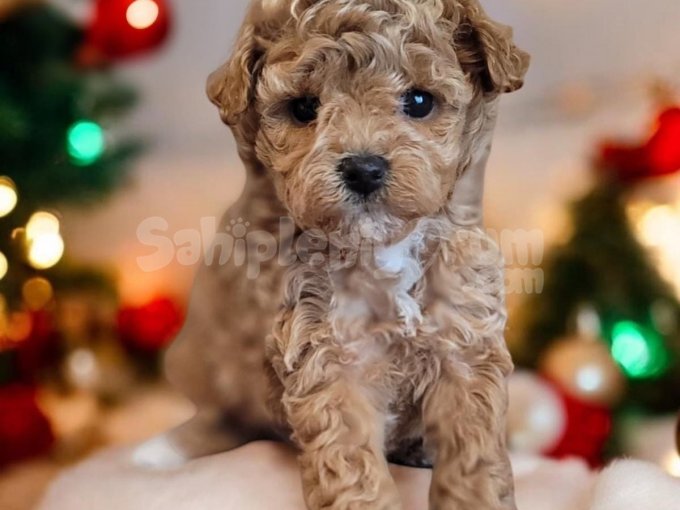 Poodle Eğitimli Son 2 Aşısı Kaldı