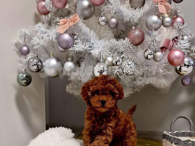 Evinişin Neşesi Mini Toy Poodle Bebekler