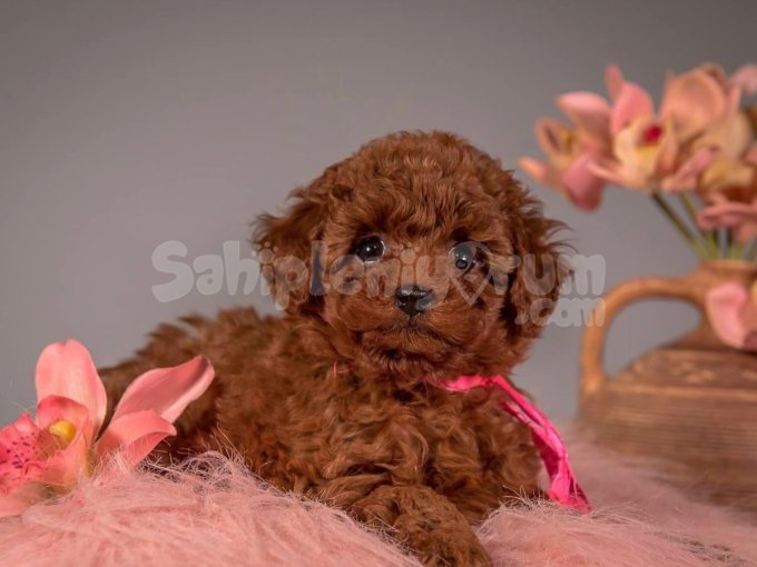 Sosyal Zeki Ve Büyümeyen Toy Poodle Yavrular