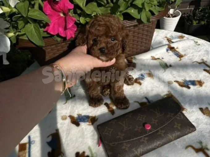 Kore Kan Orjinal Toy Poodle Red Brown