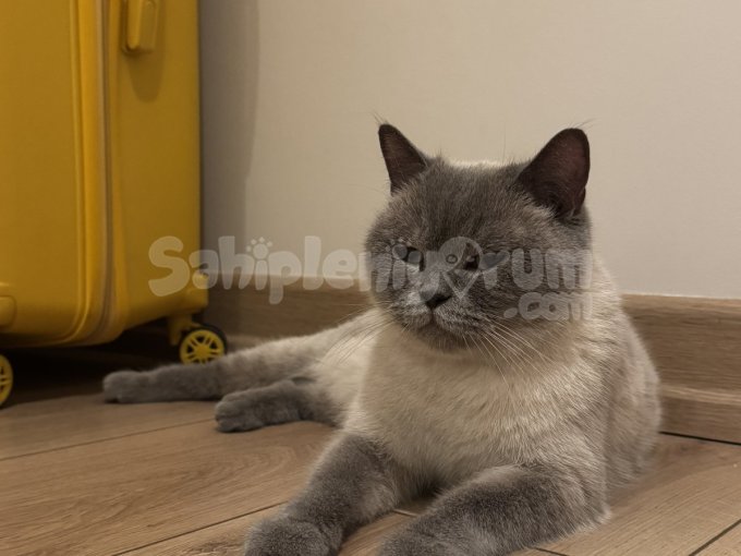Ücretsiz British Shorthair Dişi Kedimize Ömürlük Yuva