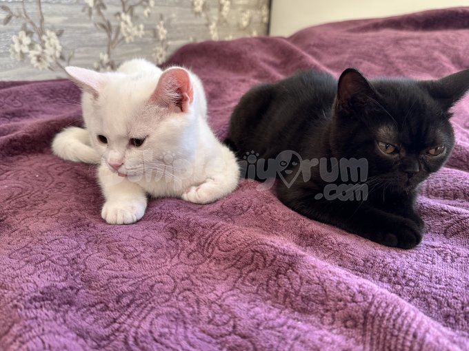 Erkek British Shorthair Kardeşler