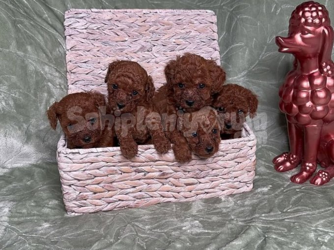 Sevgi Dolu Pofuduk Irk Garantili Poodle Yavrular