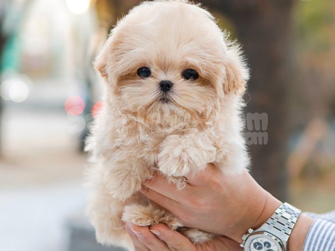 Yuvanizin Yeni Uyesi Korean Toy Poodle Cocuklarimiz