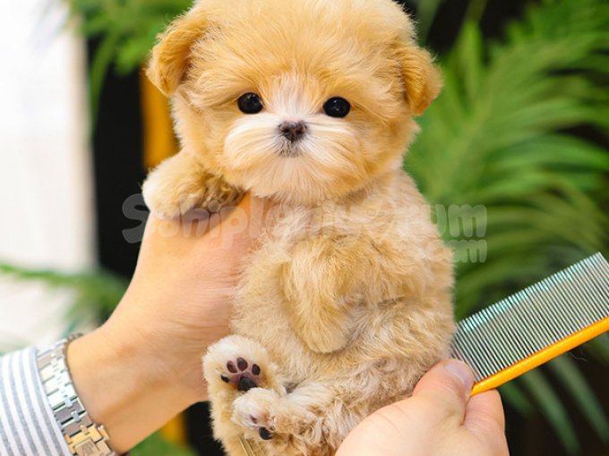 Elit Gen Hattina Sahip Toy Poodle Cocuklarim