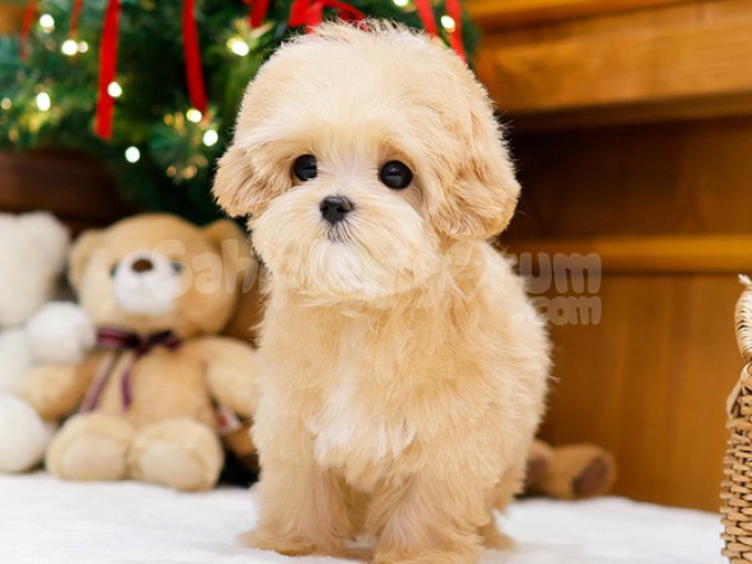 Alerjisi Olanlar Icin En Iyi Irk Toy Poodle Bebeklerimiz