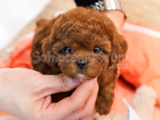 Minik Sevimli Antialerjik Star Toy Poodle Cocuklarim