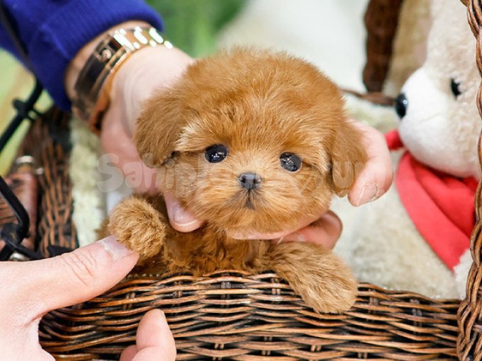 Nadir Guzellikteki Kore Toy Poodle Cocuklarim