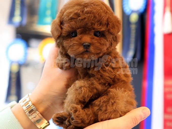 Onlar Gercek Bir Star Toy Poodle Kardesler