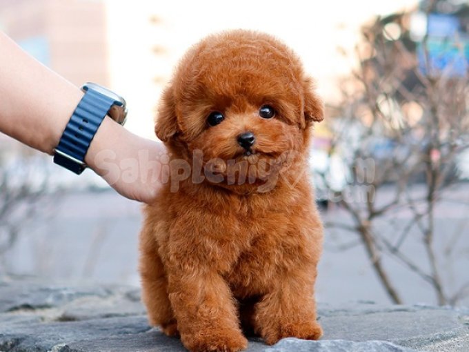 Masum Ve Yumos Tuylu Kore Poodle Yavrularim