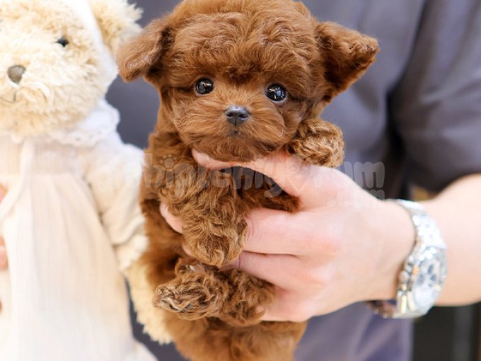 Tatlimi Tatli Sevecen Akilli Poodle Yavrularim