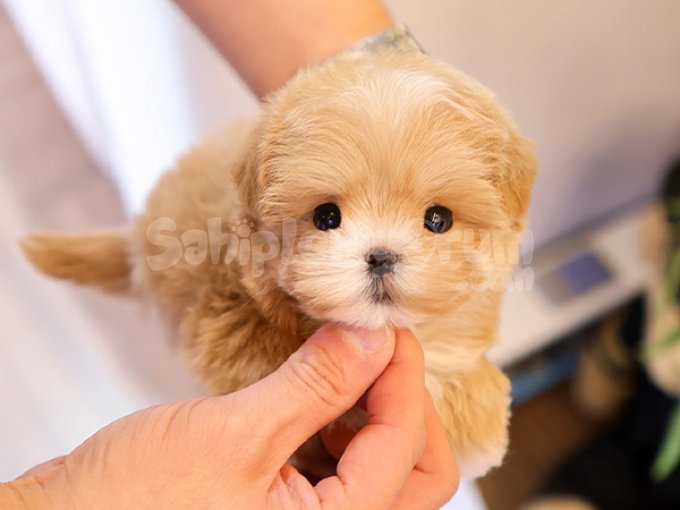 Yok Bu Kadar Ozel Ve Guzel Poodle Bebisler