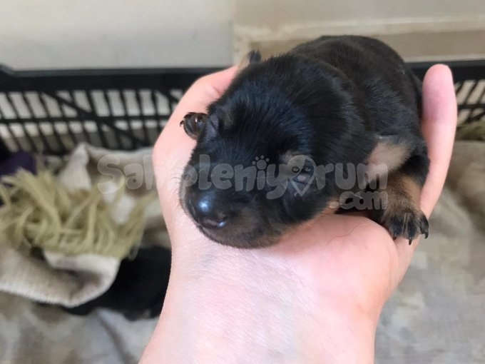 Pinscher Erkek Yavrular Vardır !!