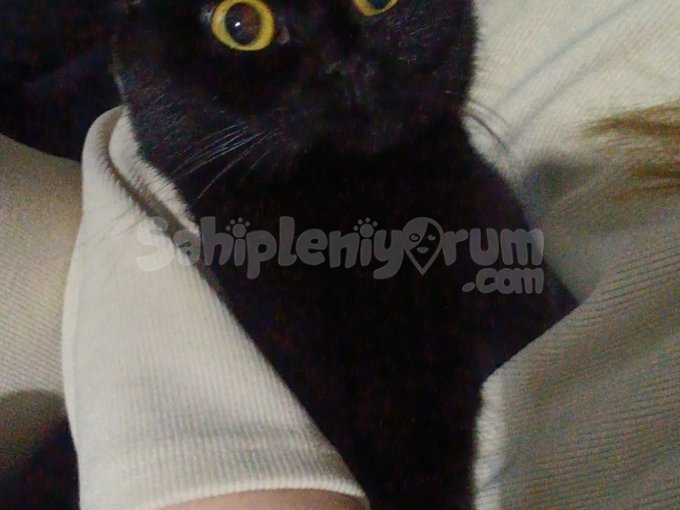 Scottish Fold 1 Yaşında Ücretsiz Sahiplendirilecek
