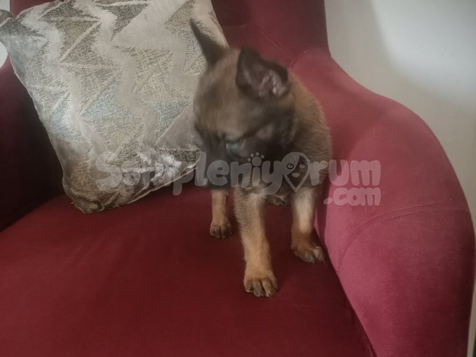 Belçika Malinios Sahiplendirilecektir