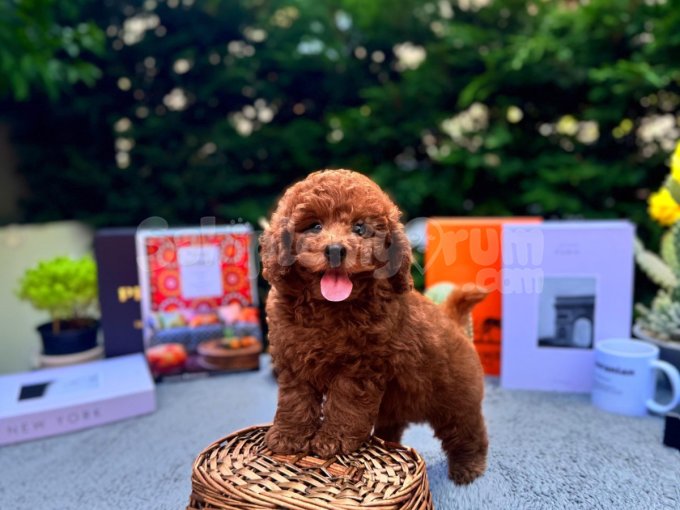 Safkan Oyuncu Kore Poodle Yavrularımız