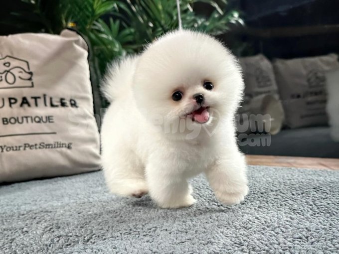 Safkan Teddybear Kore Pomeranian Yavrularımız