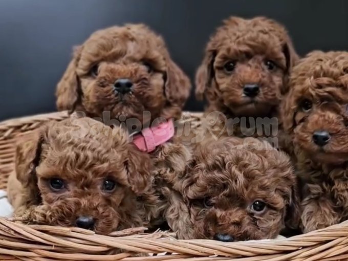 Eşsiz Güzellikte Toy Boy Poodle Yavrular