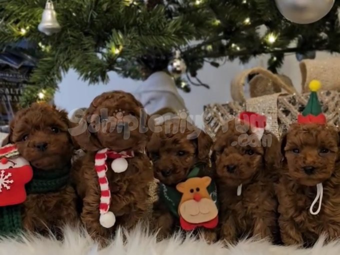 Irk Garantili Toy Boy Poodle Bebekler