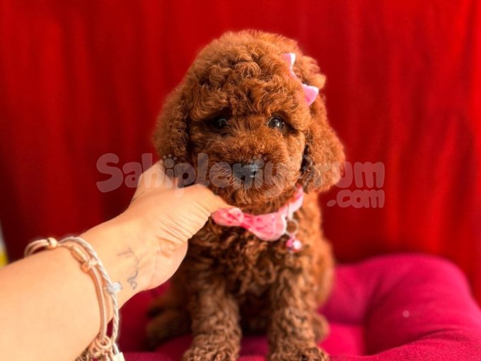 Sevimli Ve Oyuncu Red Renk Toy Poodle Yavrular