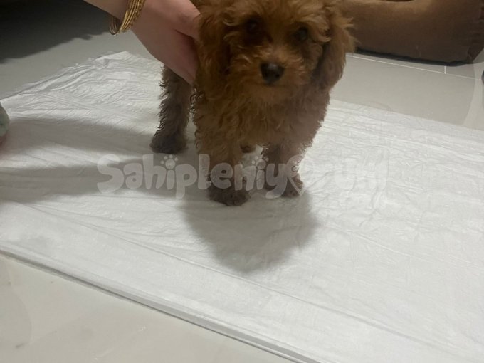 3 Aylik Erkek Toy Poodle Acil Satilik