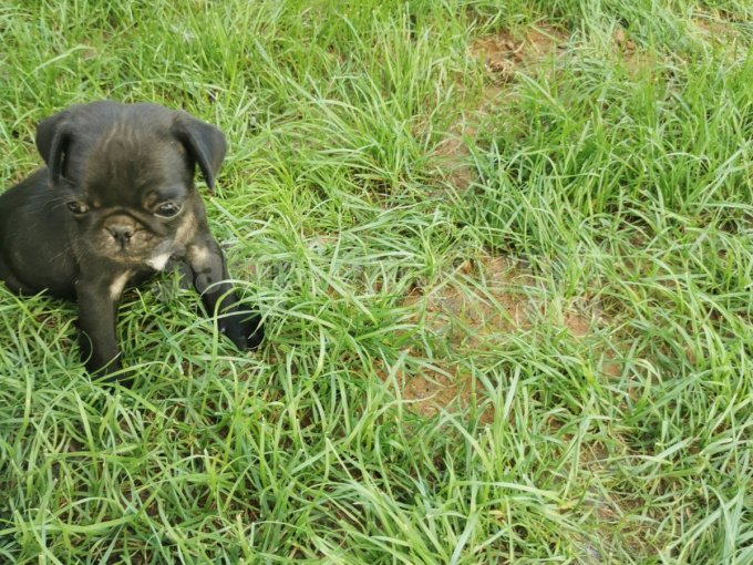 Gül Kuyruk, Kısa Bacak, Basık Burun