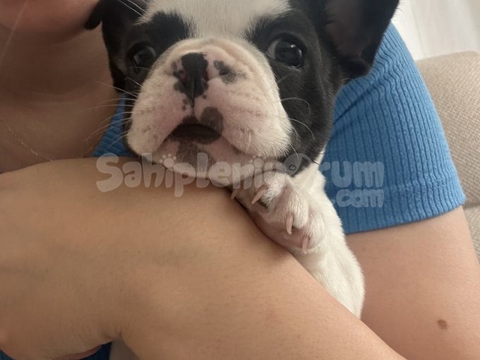 Frech Buldog 2Aylık 2 Kilo Sadece Sütle Besleniyor