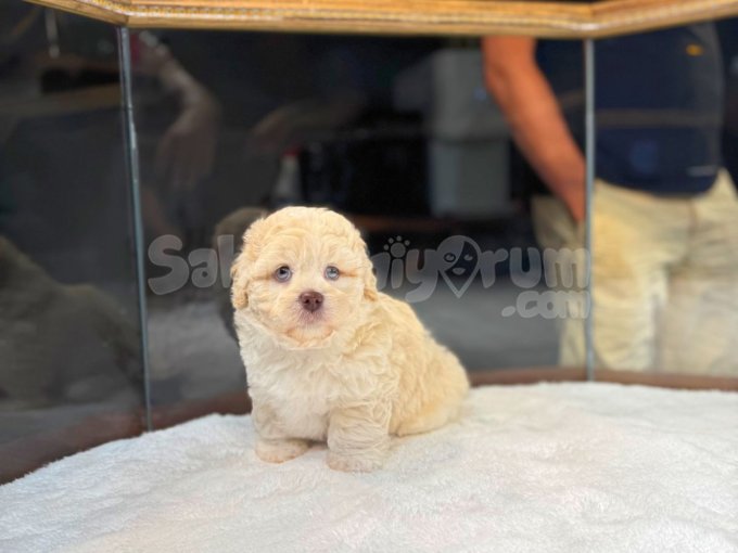 Nadır Renklı Gözlu Maltıpoo Yavrumuz