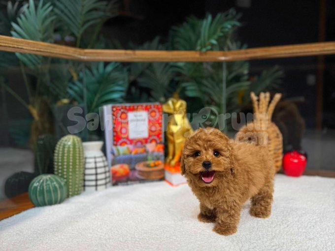 Safkan Oyuncu Kore Poodle Yavrularımız