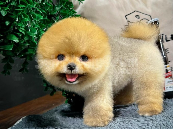 Safkan Teddybear Kore Pomeranian Yavrularımız