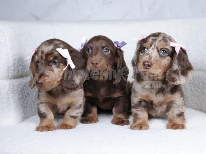 Mini Dachshund Kısa Bacak Sosis Köpek Yavrular
